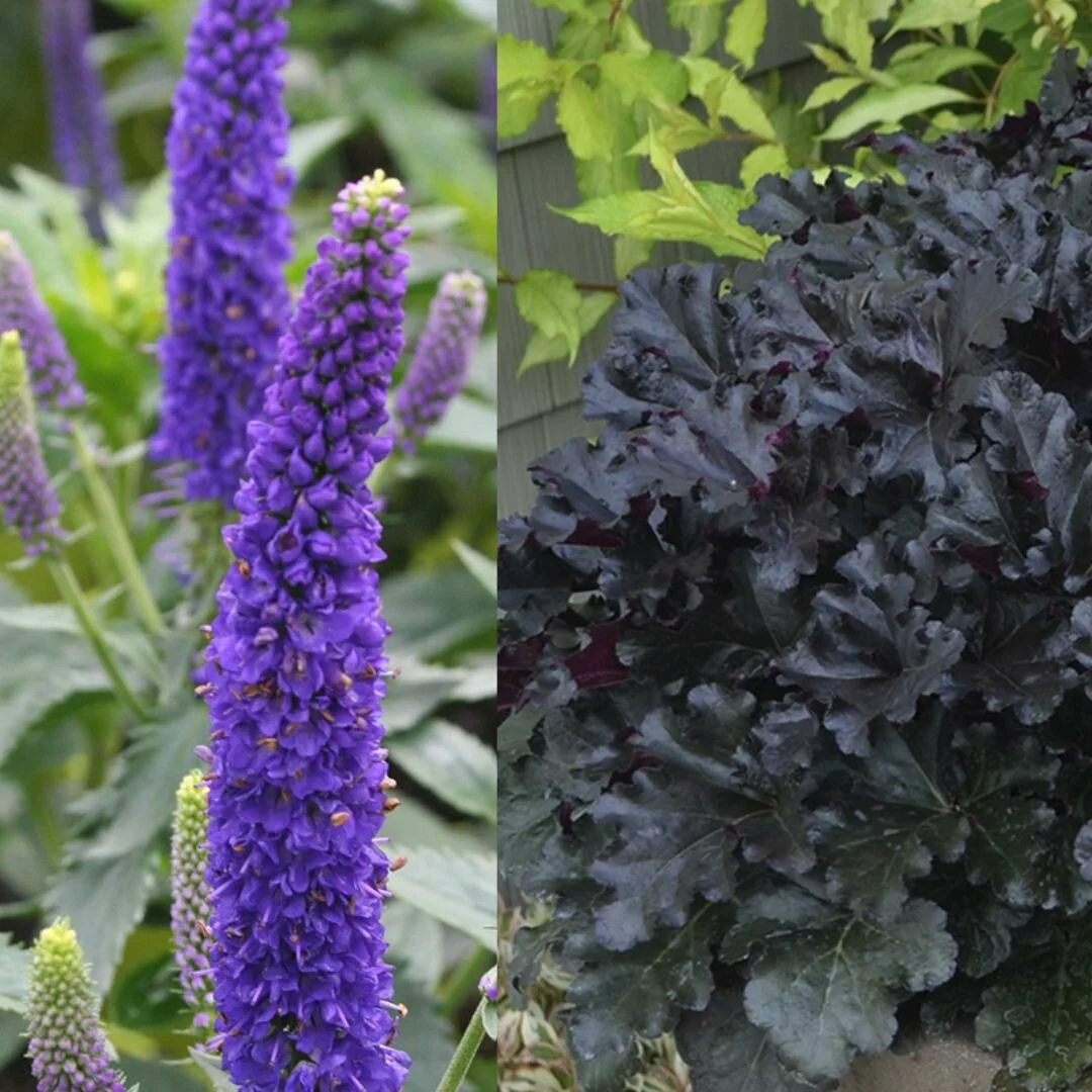 Shadow Ensemble: Moody plant mix Shadow Ensemble: Moody plant mix