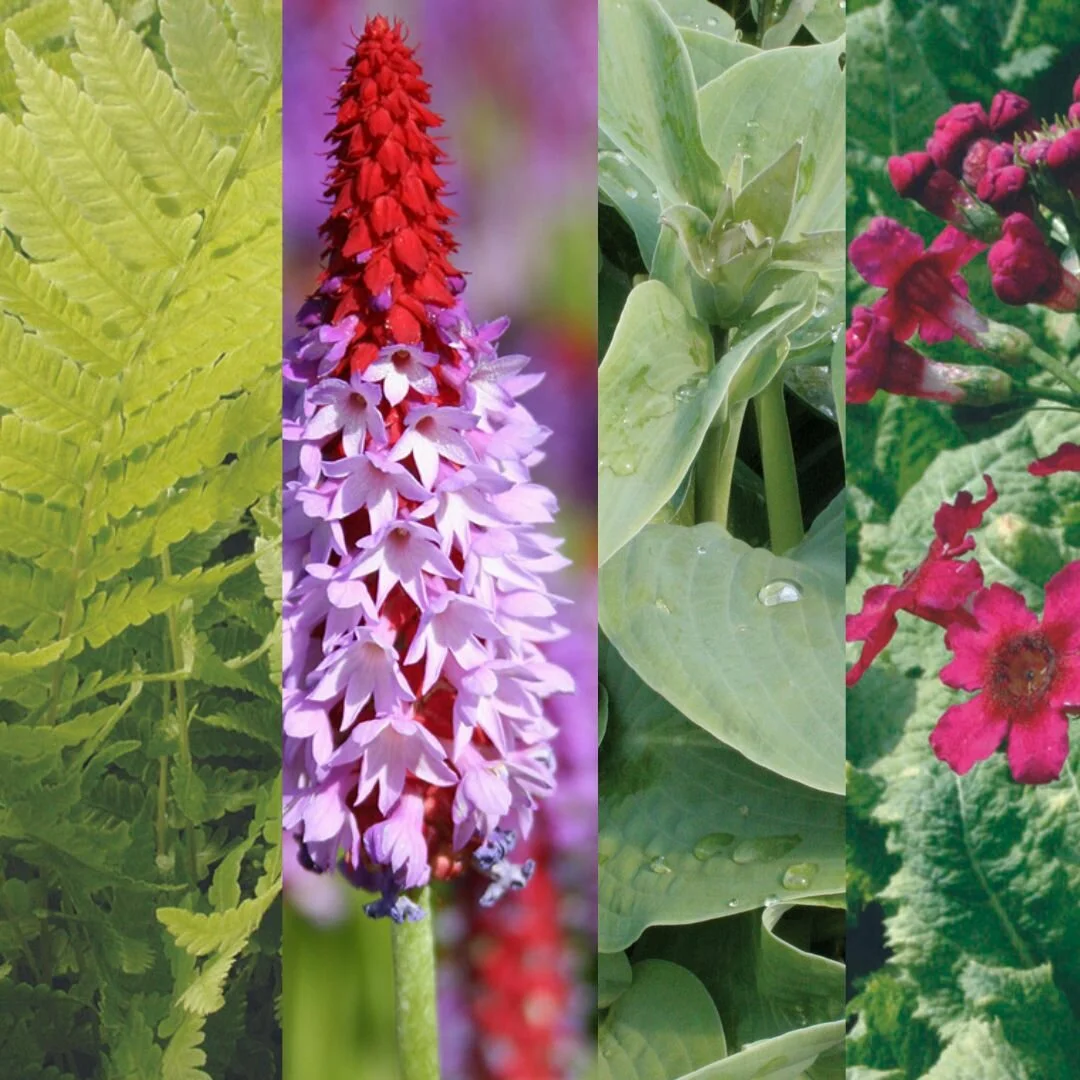 shady spots with a damp touch combination shady spots with a damp touch combination