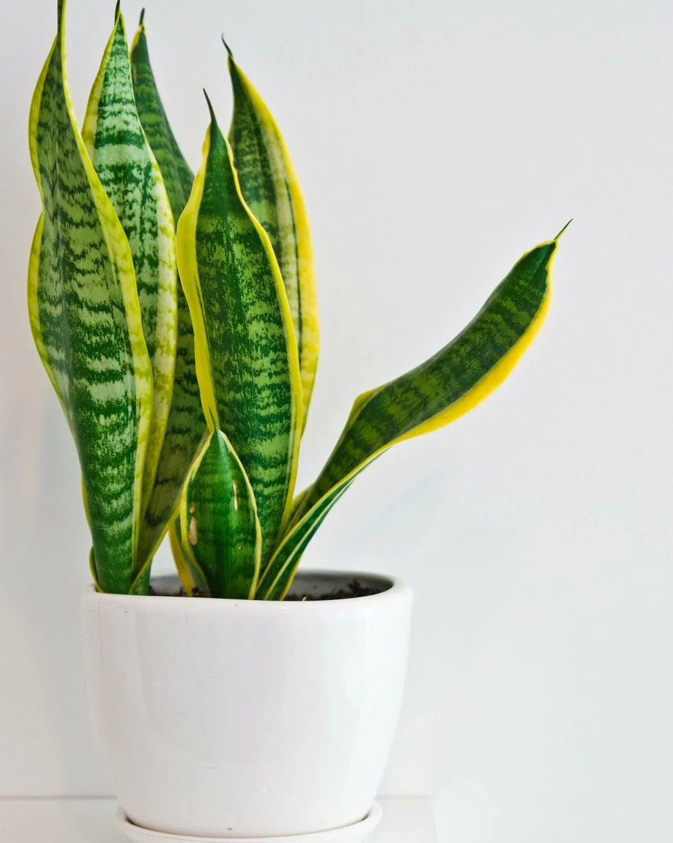 Snake Plant