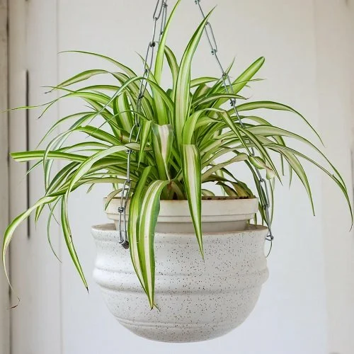Spider Plant