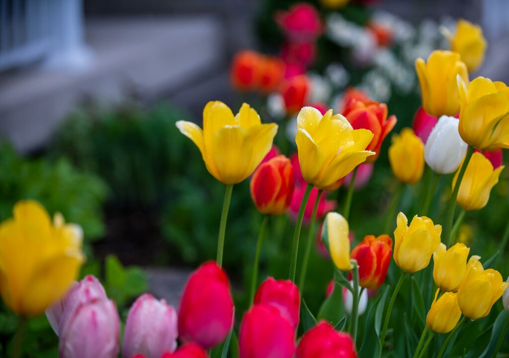Brighten Your Spring with Bulbs