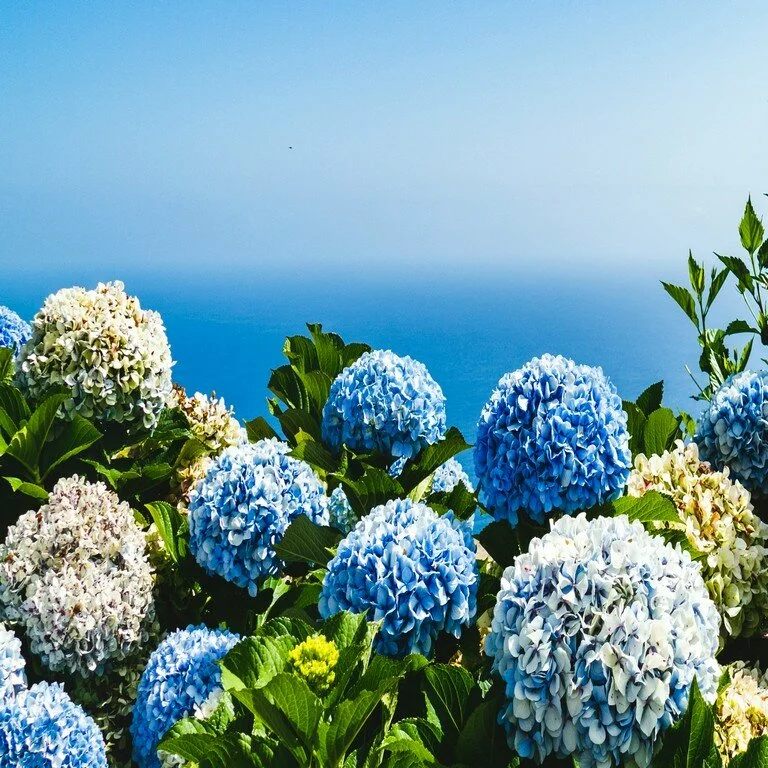 Summer Hydrangea
