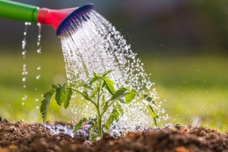 10 tips for waterwise gardening