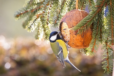 15 garden tips for December