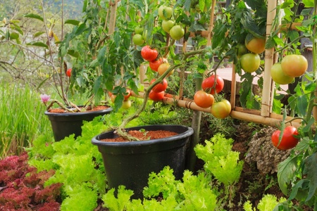 15 gardening tips for July