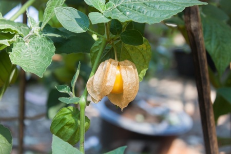 3 under-rated fruit and vegetables to grow