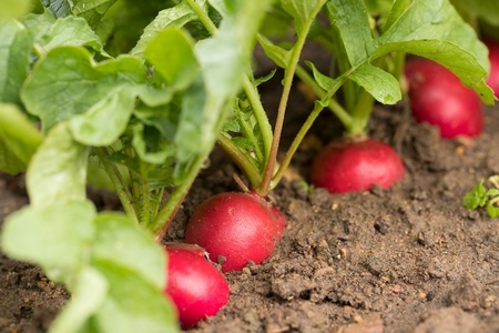 5 vegetables to grow in autumn