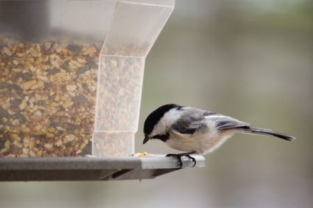 6 ways to attract birds to your garden