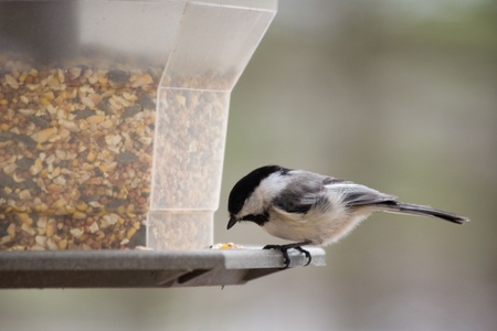 6 ways to attract birds to your garden