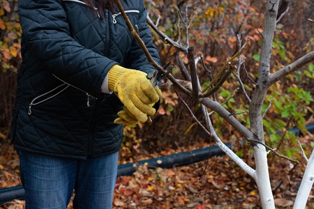 Autumn pruning tips