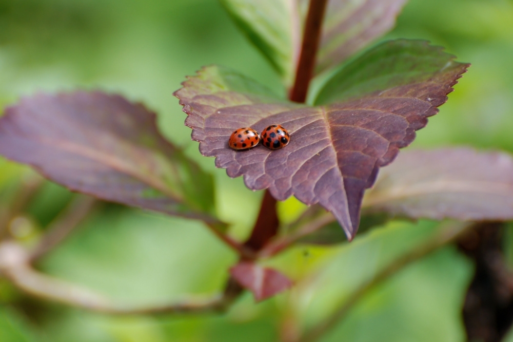 Beneficial insects for your garden D and M Garden Centre