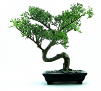 Bonsai lovers in Ireland are in for a treat