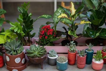 Current houseplant trends