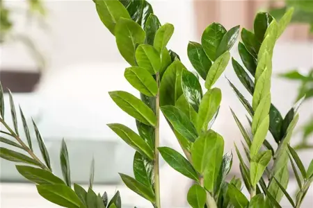 Cutting houseplants - Is it really necessary?