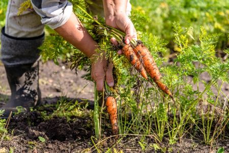 Fall Vegetable Gardening