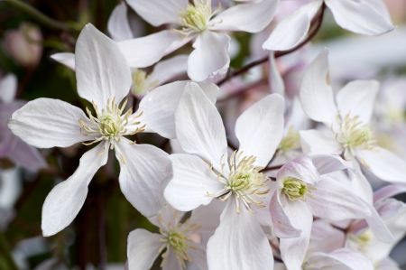 Garden plant of the moment: Clematis