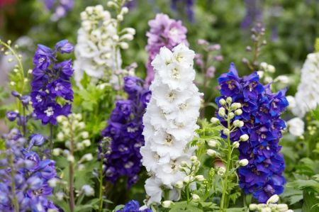 Garden plants of the moment: delphiniums, lobelia and snaps