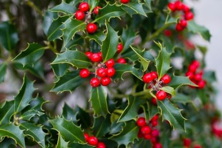 Garden Plants of the moment: Red Plants