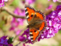 Gardeners may be able to help reverse the decline in butterfly populations according to Butterfly Co