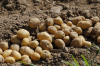 Get ready to plant the first of this season’s potatoes