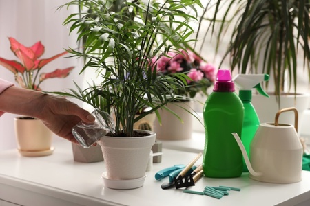 How and when to feed your houseplants