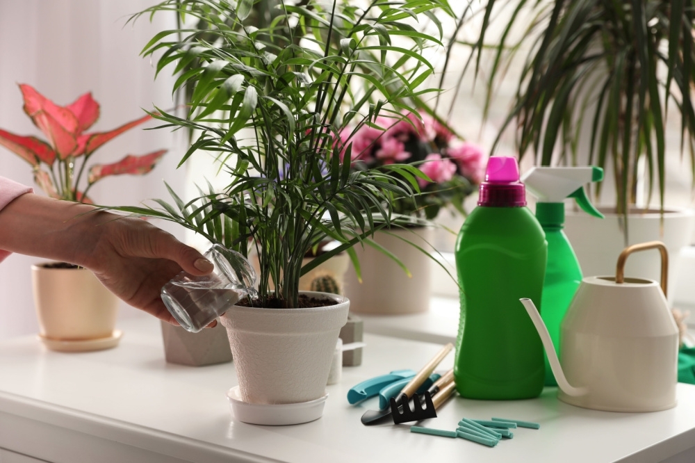 How and when to feed your houseplants D and M Garden Centre
