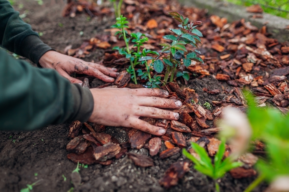 How and when to mulch your garden D and M Garden Centre
