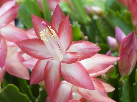 How to care for a Christmas cactus