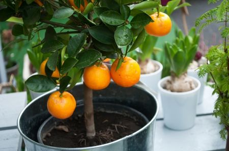 How to care for a citrus tree