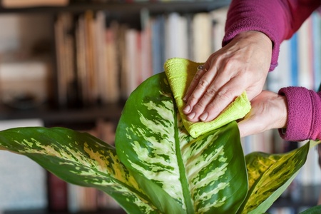 How to clean your houseplants