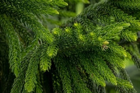 How to keep your Christmas tree thriving?