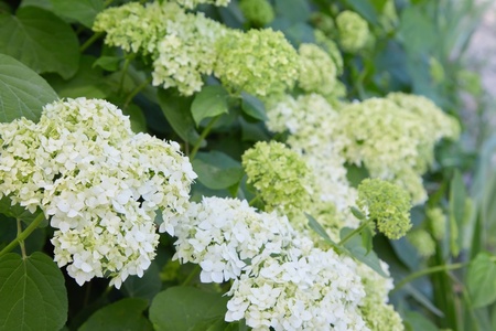 How to prune hydrangeas