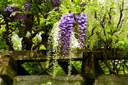 How to prune Wisteria