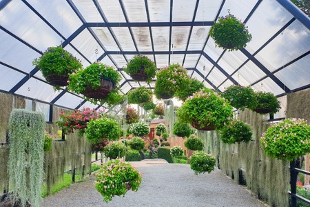 How to water hanging baskets