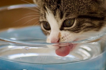 Keeping animals cool in heat