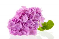 August's plant of the month is the hydrangea