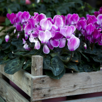 Send cyclamen off for a summer rest