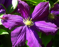 Plant early flowering clematis