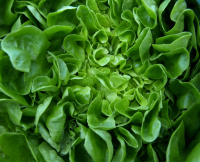 Sow leafy greens for winter