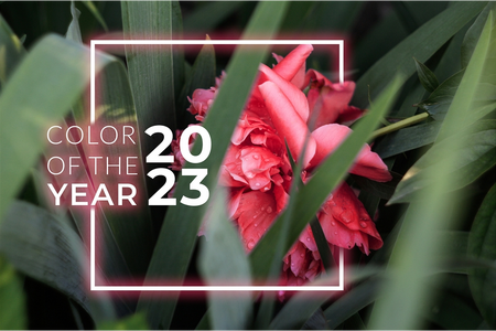 Pantone 2023 colour of the year in your garden