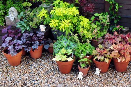 Perennials for container gardens