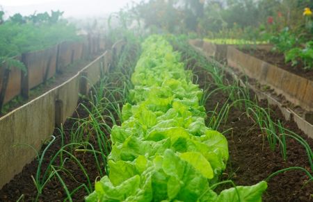 Plant vegetables and herbs in August