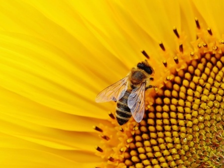 Planting a honey bee flower garden