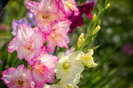 Summer flowers for a stunning garden