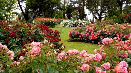 The best roses for your garden