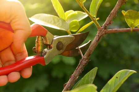 Tips for pruning shrubs, trees and perennials