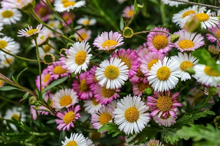 Top 10 ground cover plants