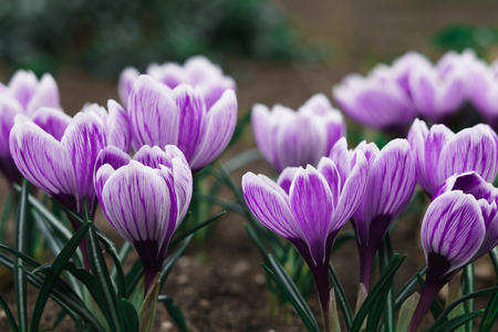 Top 15 gardening to do's for March