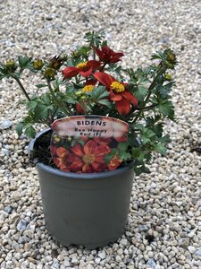 10.5cm Bidens *
