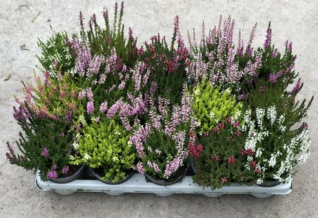 10.5cm Calluna  *